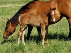 Whiskey Up Pistol JW <BR> AQHA 6005069